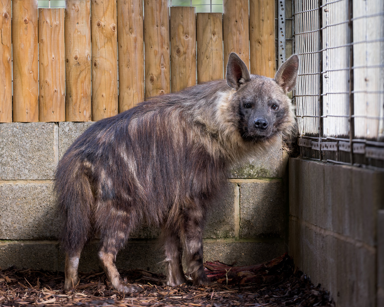 Brown Hyena (f) Shenzi / Hamerton / 13-9-23