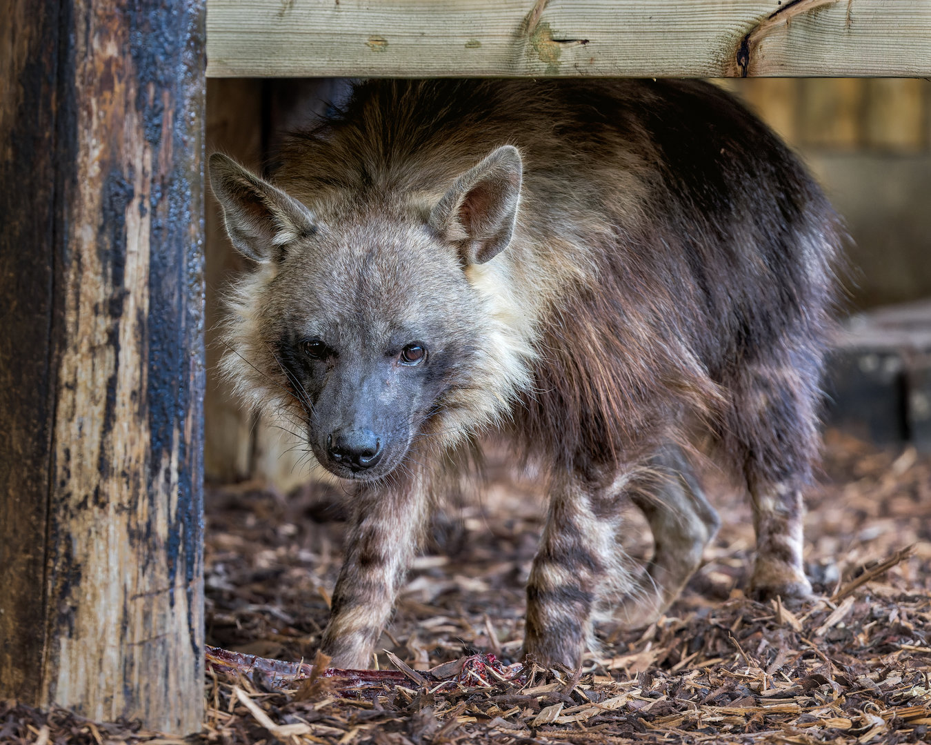 Brown Hyena (f) Shenzi / Hamerton / 13-9-23
