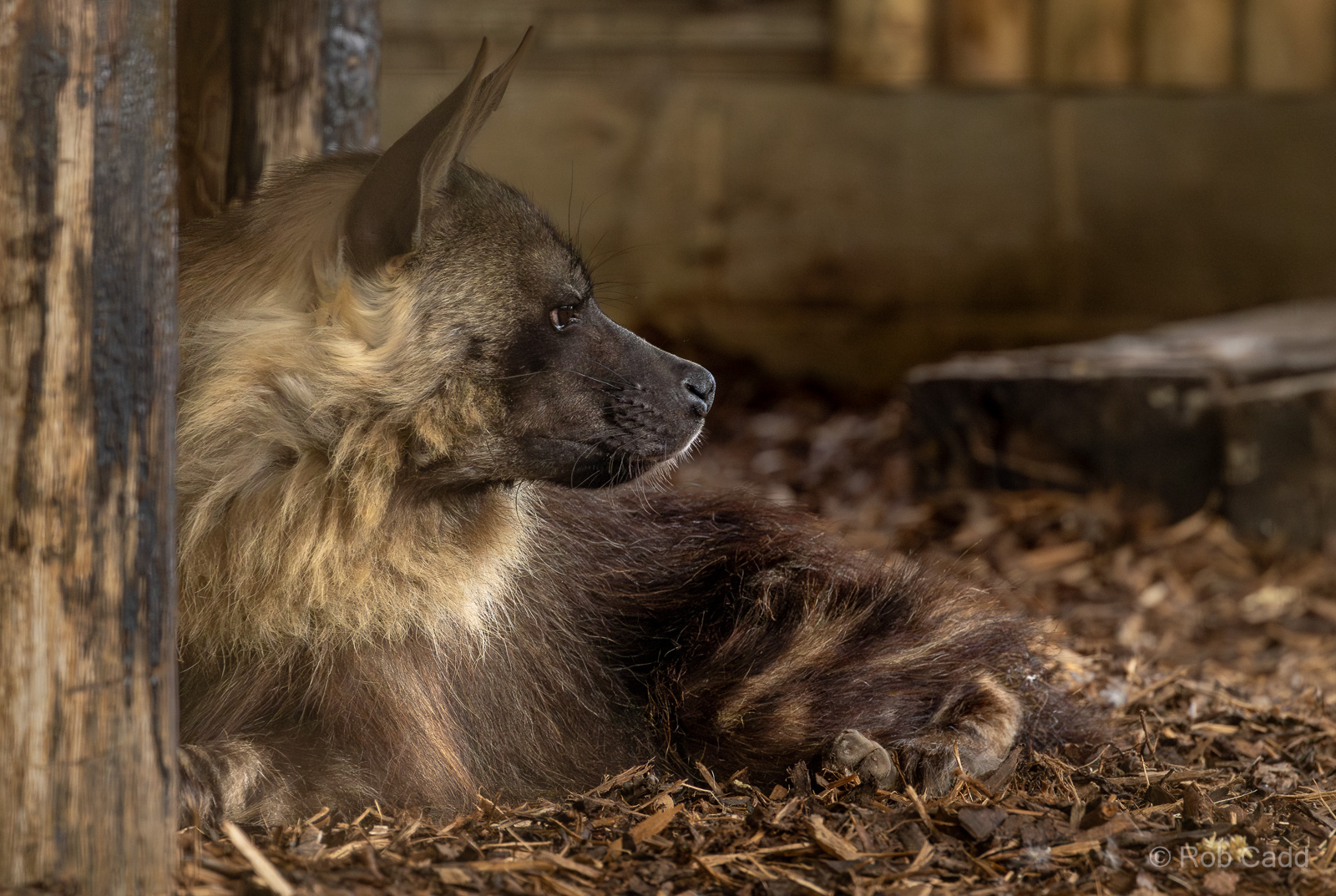 Brown hyena : Hamerton : 01 Sep 2023