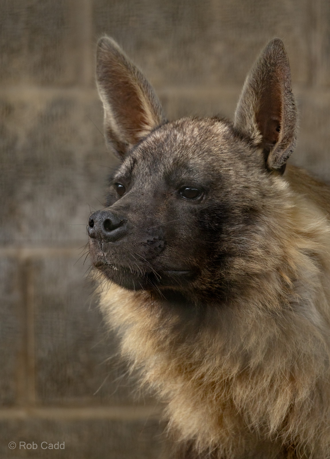 Brown hyena : Hamerton : 01 Sep 2023