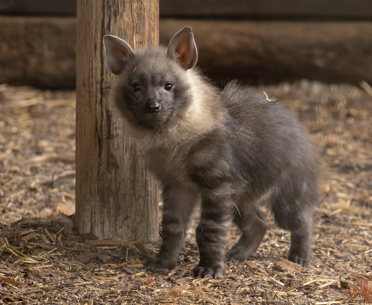 Brown hyena : Hamerton : 27 Jul 2025