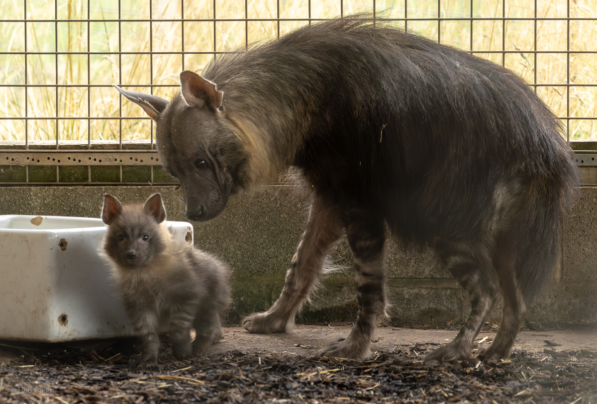 Brown hyena : Hamerton : 27 Jul 2025