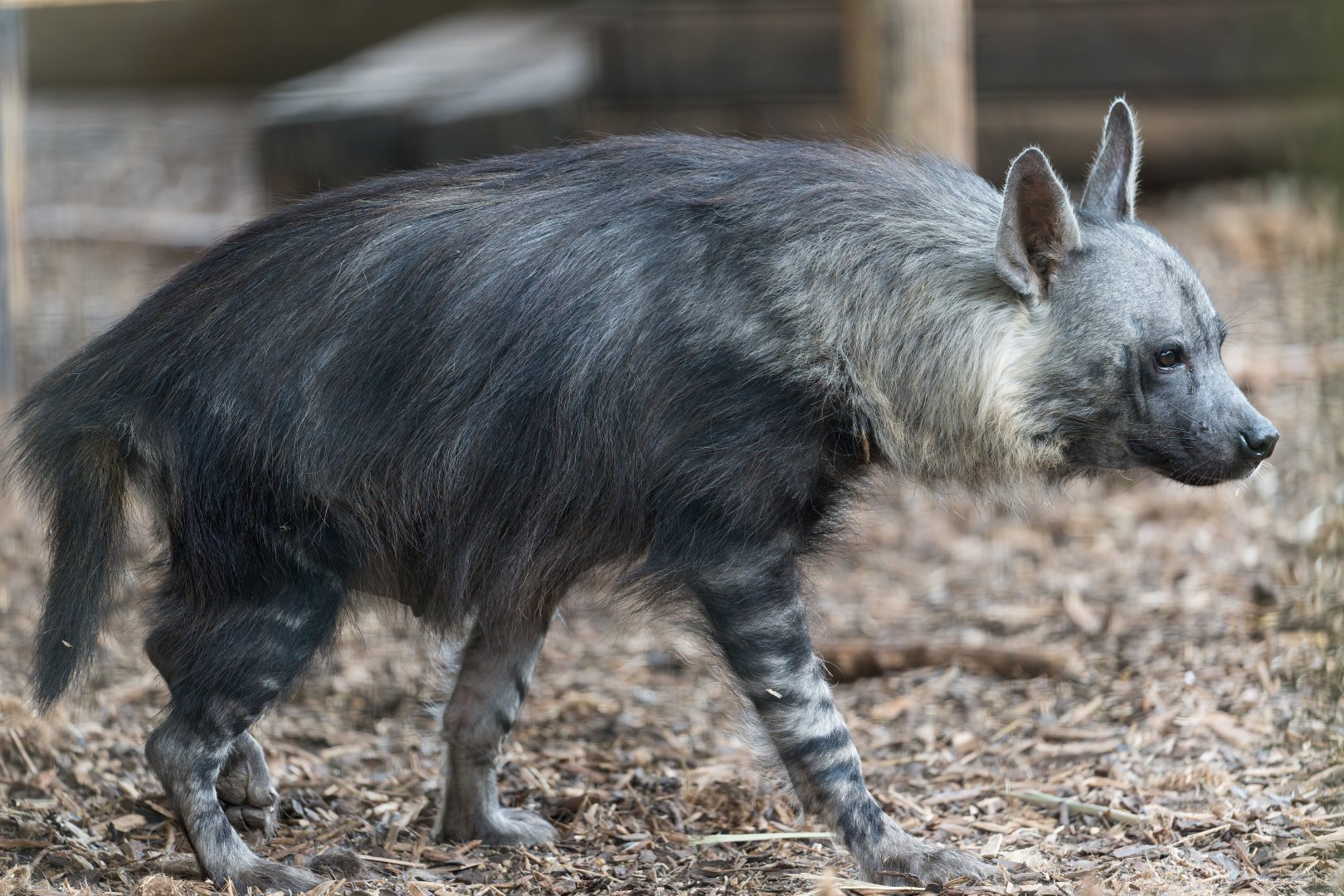Brown Hyena, Hamerton, UK