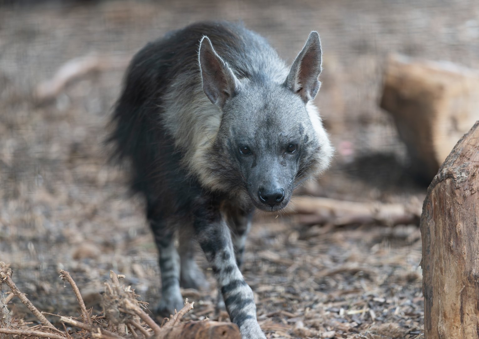 Brown Hyena, Hamerton, UK