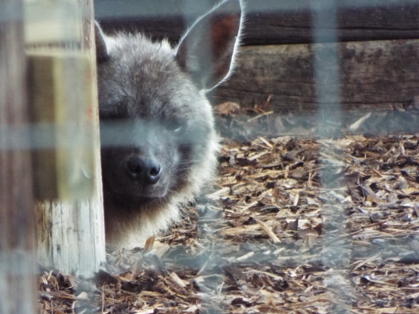 Brown Hyena, Hamerton