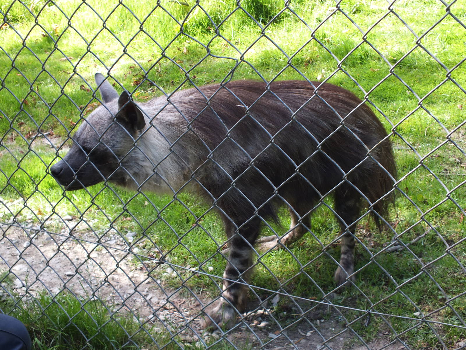 Brown Hyena (Hyaena brunnea) at Port Lympne Wild Animal Park - 22 June 2013
