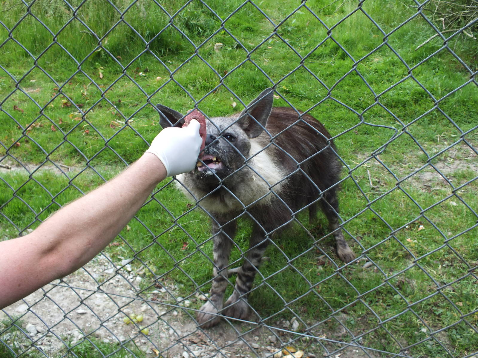 Brown Hyena (Hyaena brunnea) at Port Lympne Wild Animal Park - 22 June 2013
