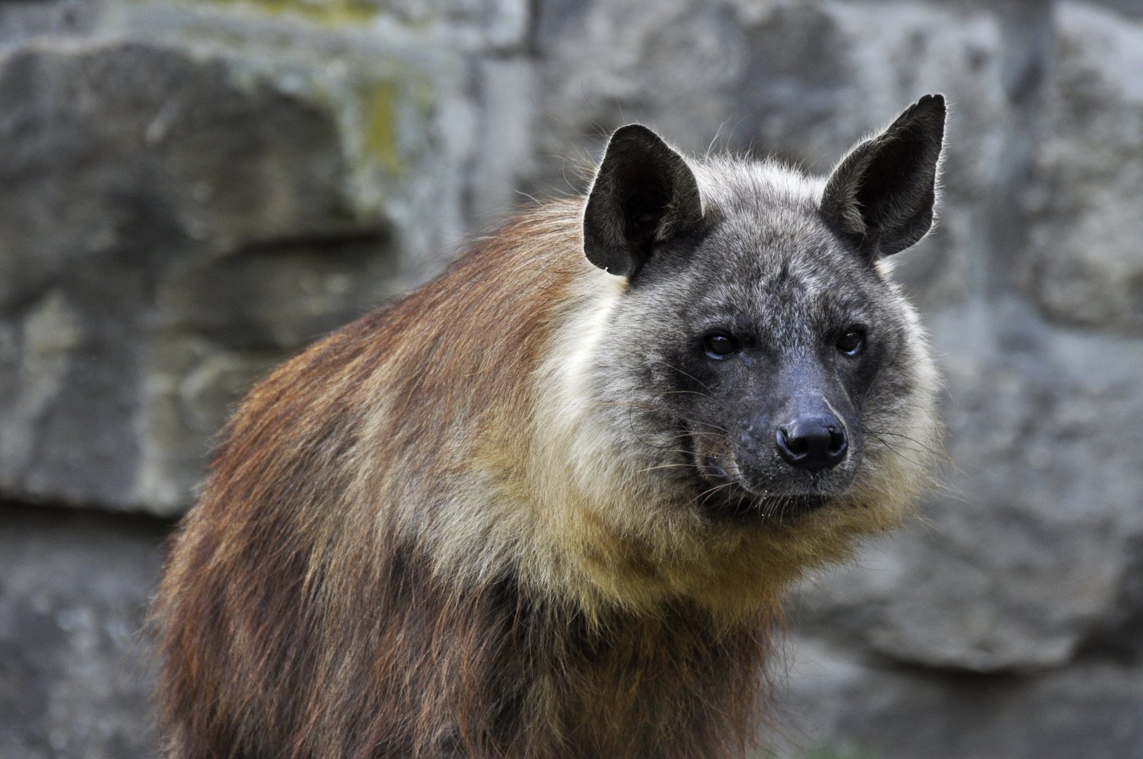 Brown hyena (Hyaena brunnea)