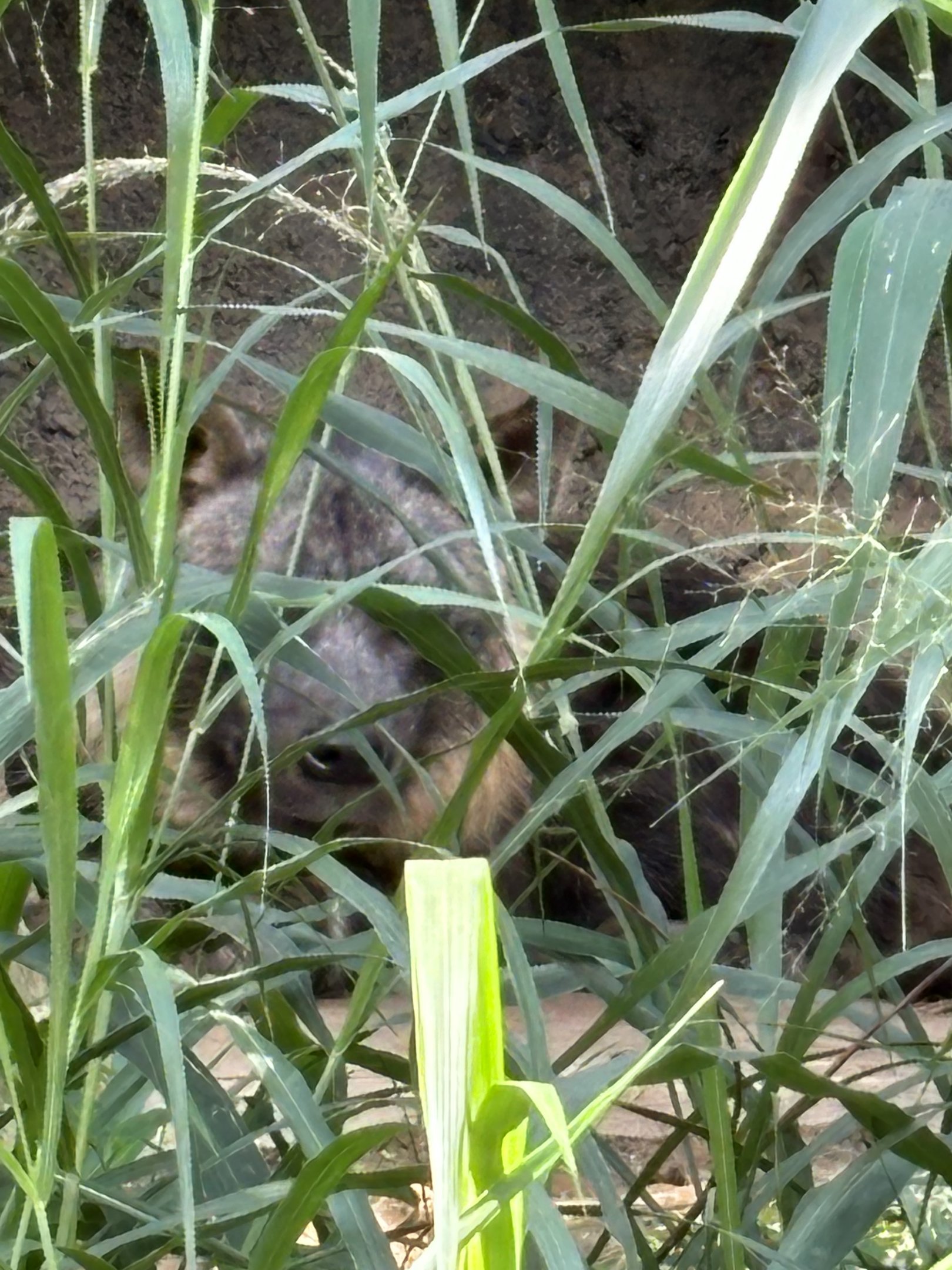 Brown Hyena - my first!