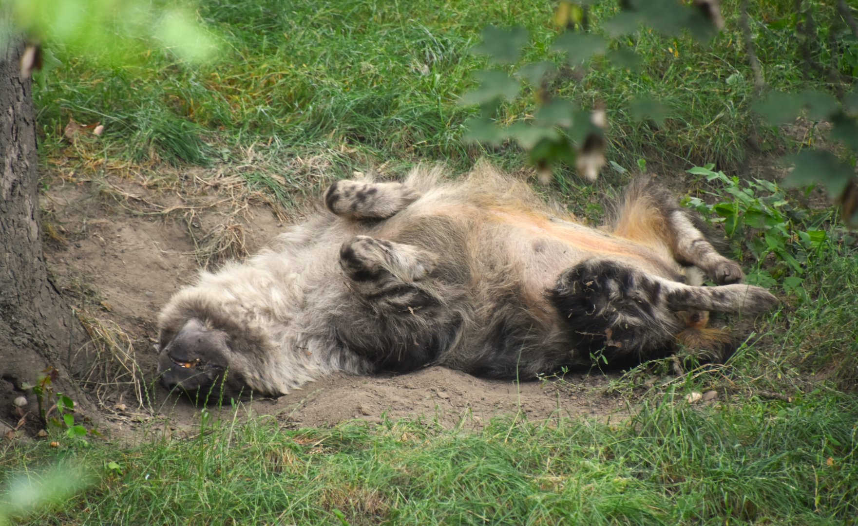 Brown hyena, Parahyaena brunnea (male)