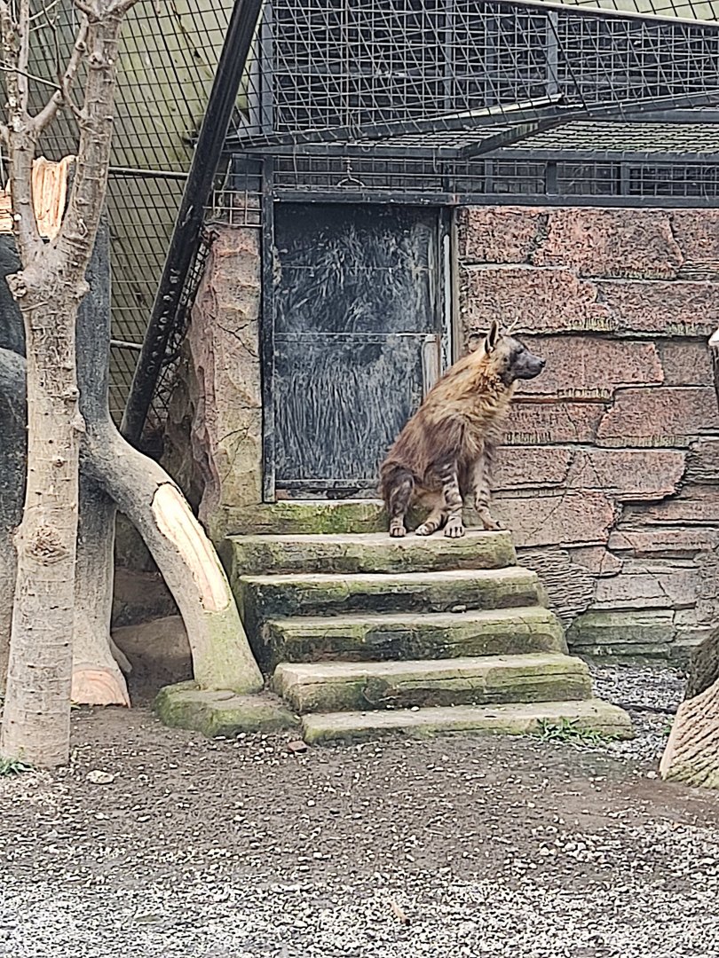 Brown Hyena (Parahyaena brunnea)