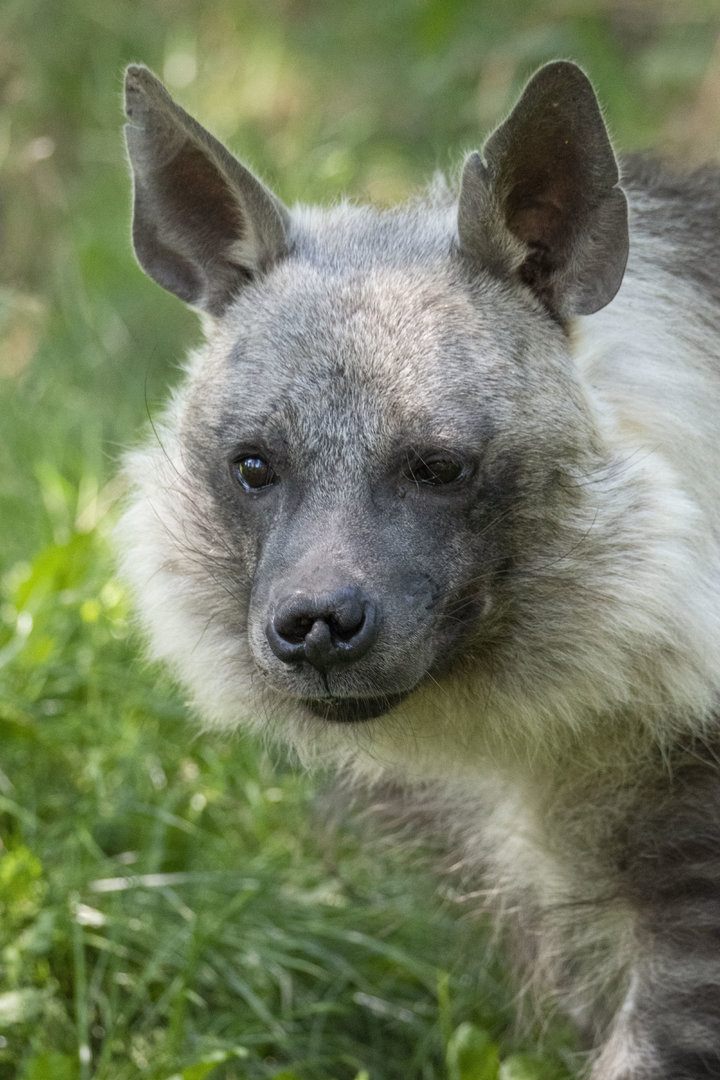 Brown hyena (Parahyaena brunnea)