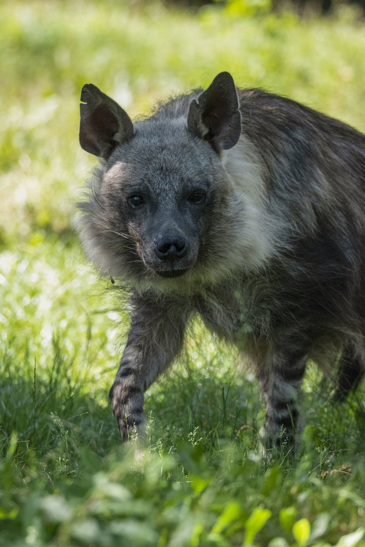 Brown hyena (Parahyaena brunnea)