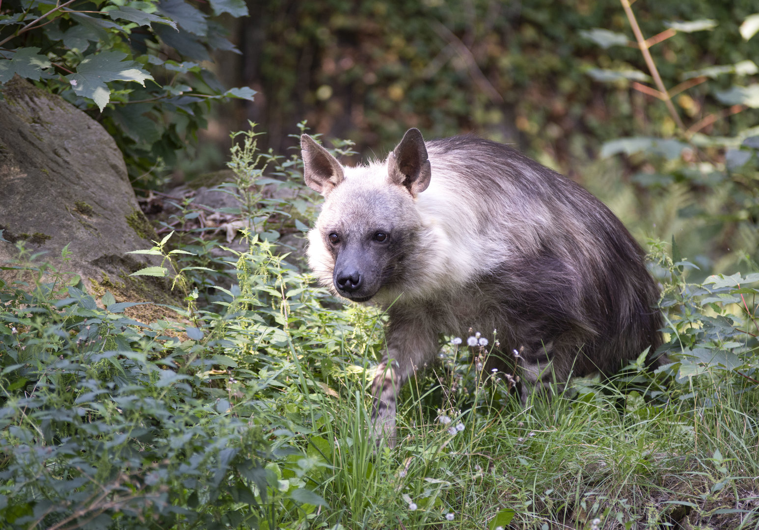 Brown hyena (Parahyaena brunnea)