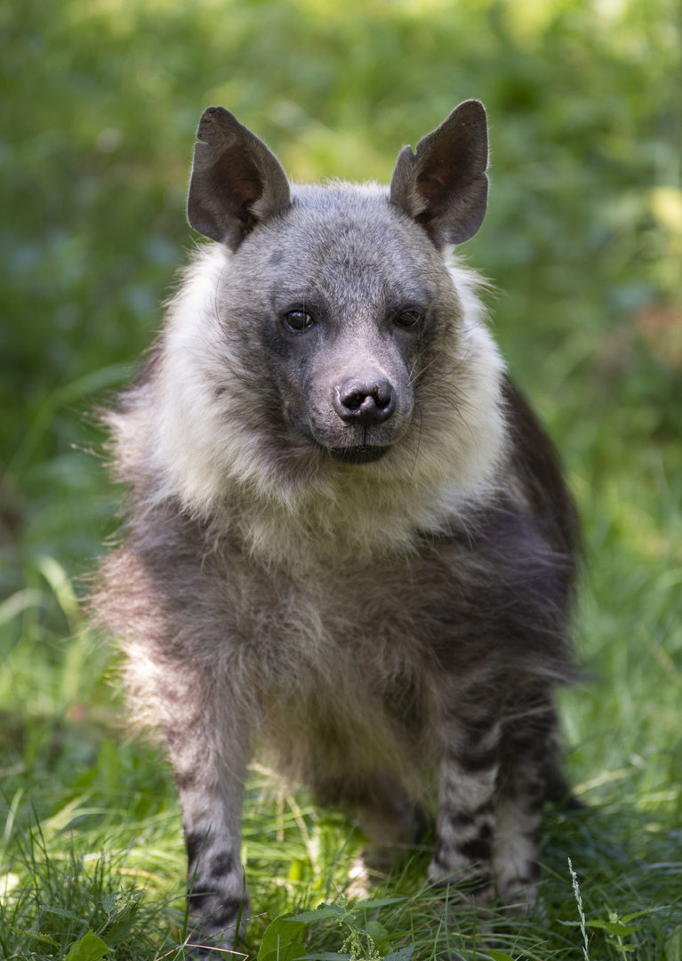 Brown hyena (Parahyaena brunnea)