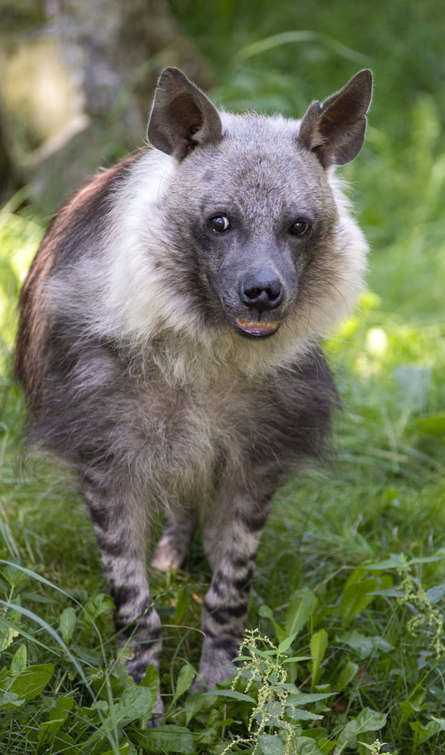 Brown hyena (Parahyaena brunnea)