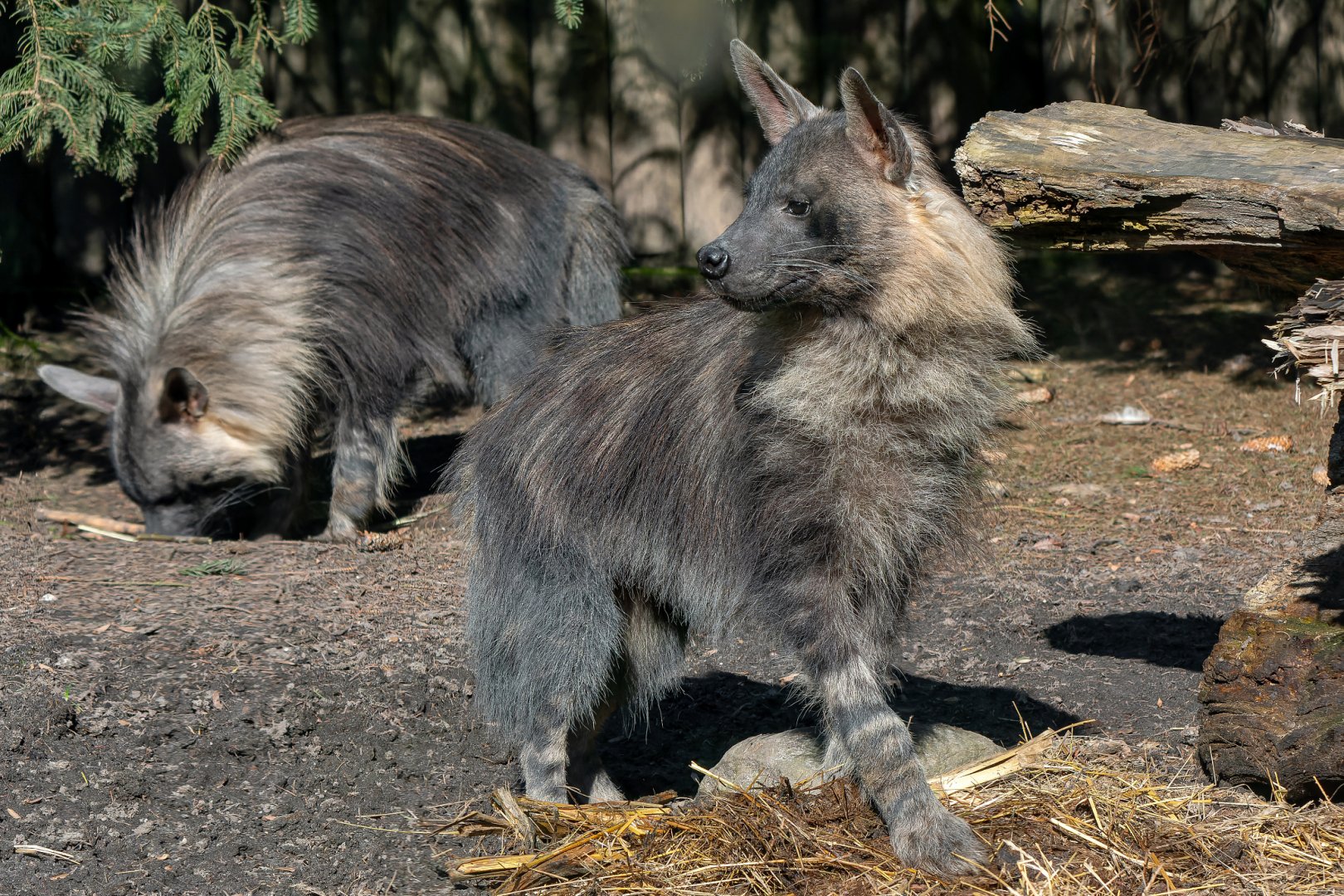 Brown hyena (Parahyaena brunnea)