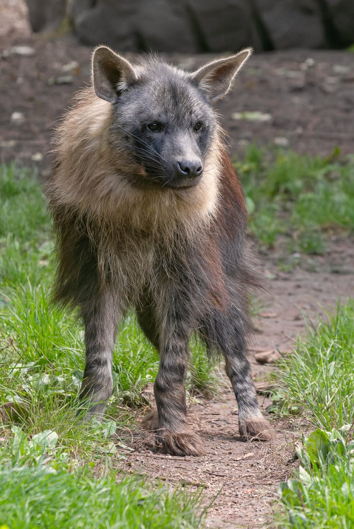 Brown hyena (Parahyaena brunnea)