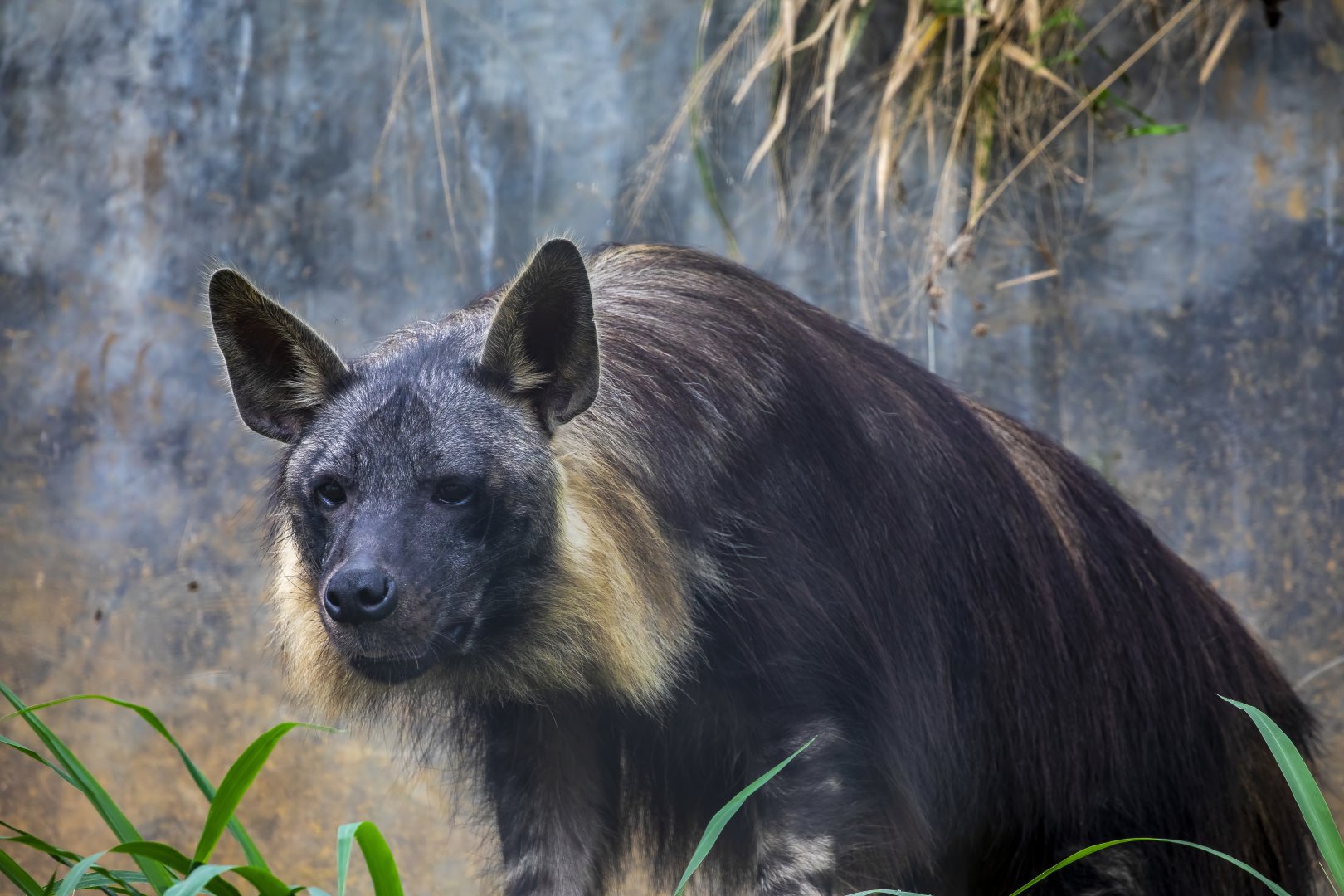 Brown hyena (Parahyaena brunnea)