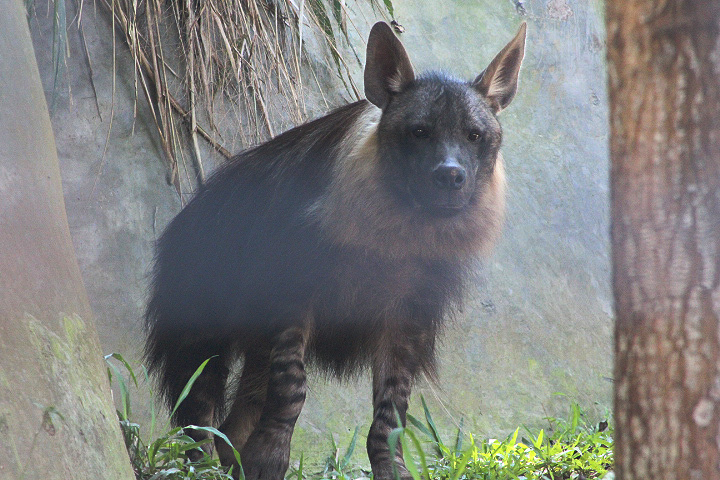 Brown hyena (Parahyaena brunnea)