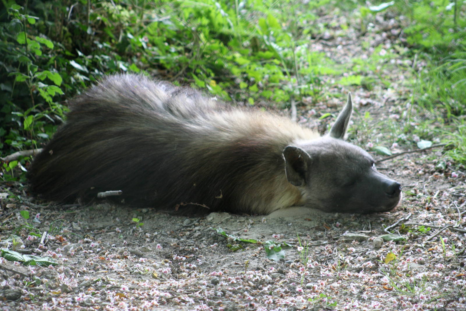 Brown Hyena @ Port Lympne; 01.05.2011