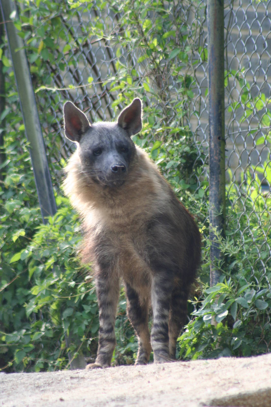 Brown Hyena @ Port Lympne; 01.05.2011