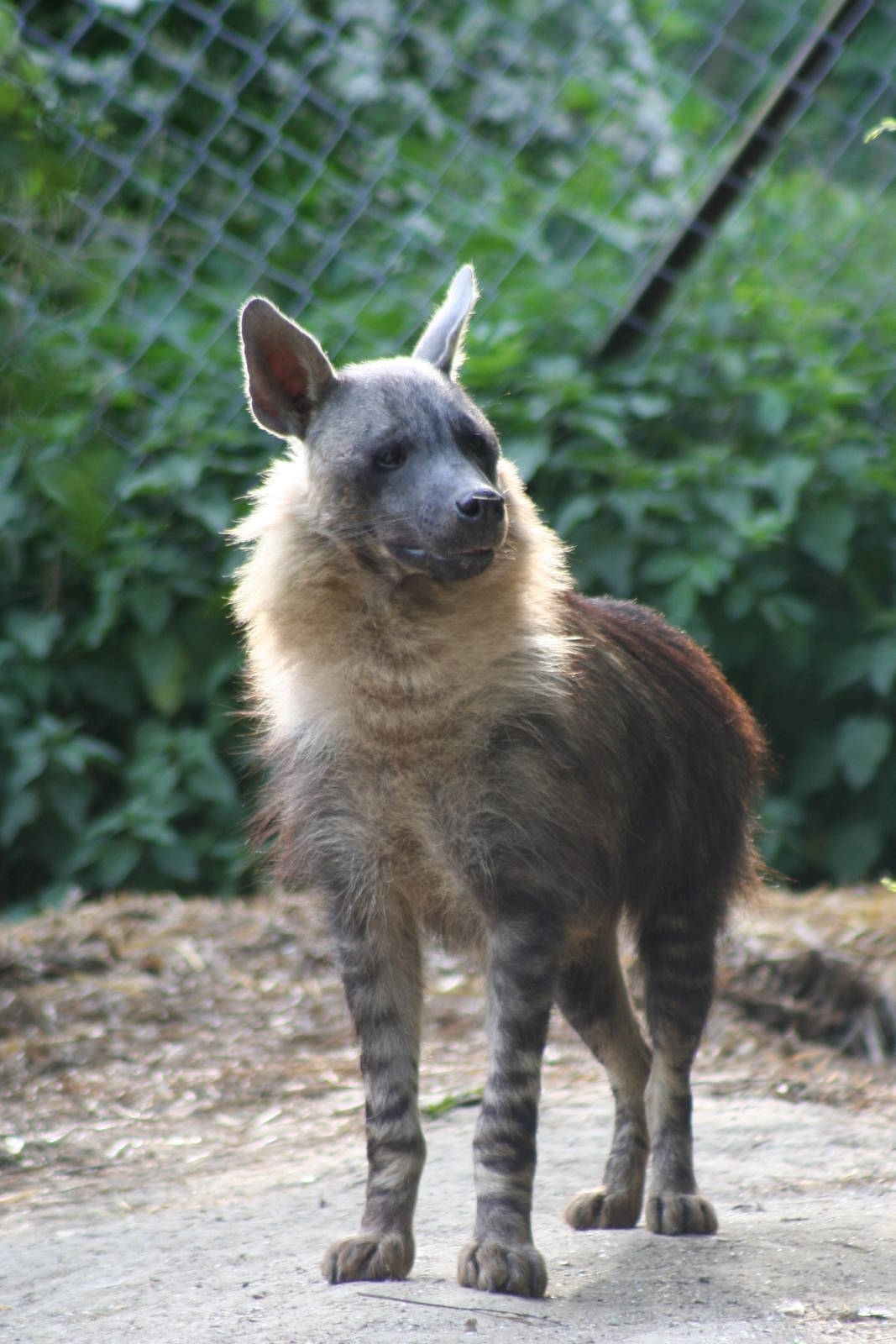 Brown Hyena @ Port Lympne; 01.05.2011