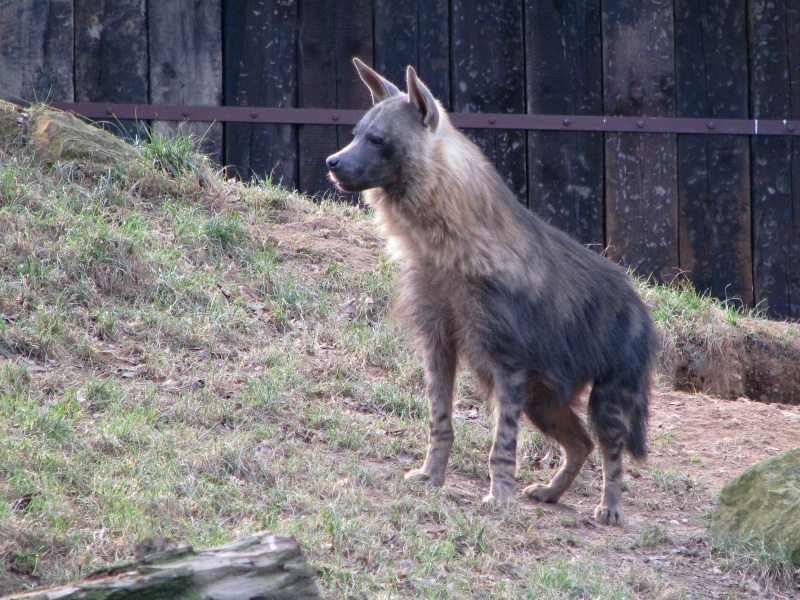 Brown hyena @ Prague zoo