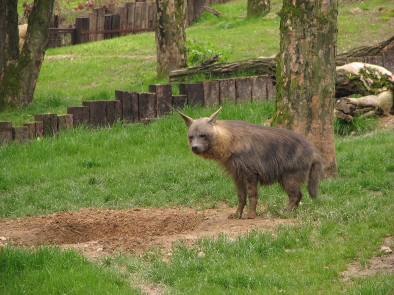 Brown Hyena @ Prague zoo