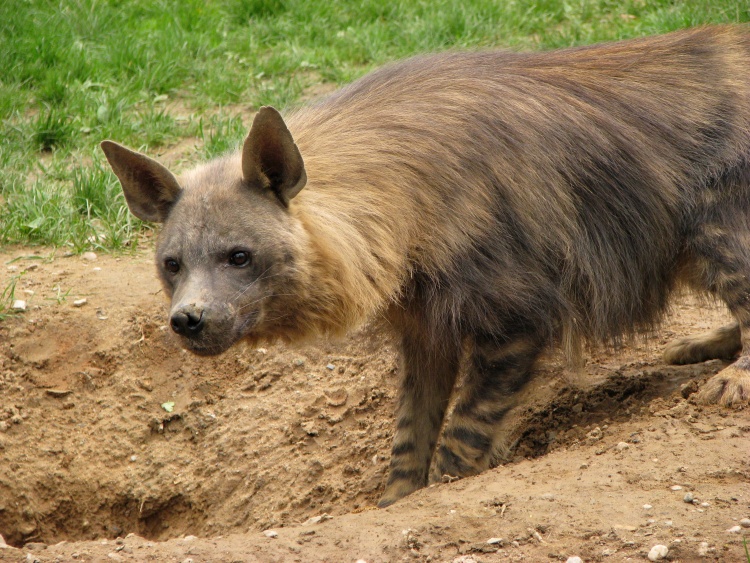 Brown Hyena @ Prague zoo