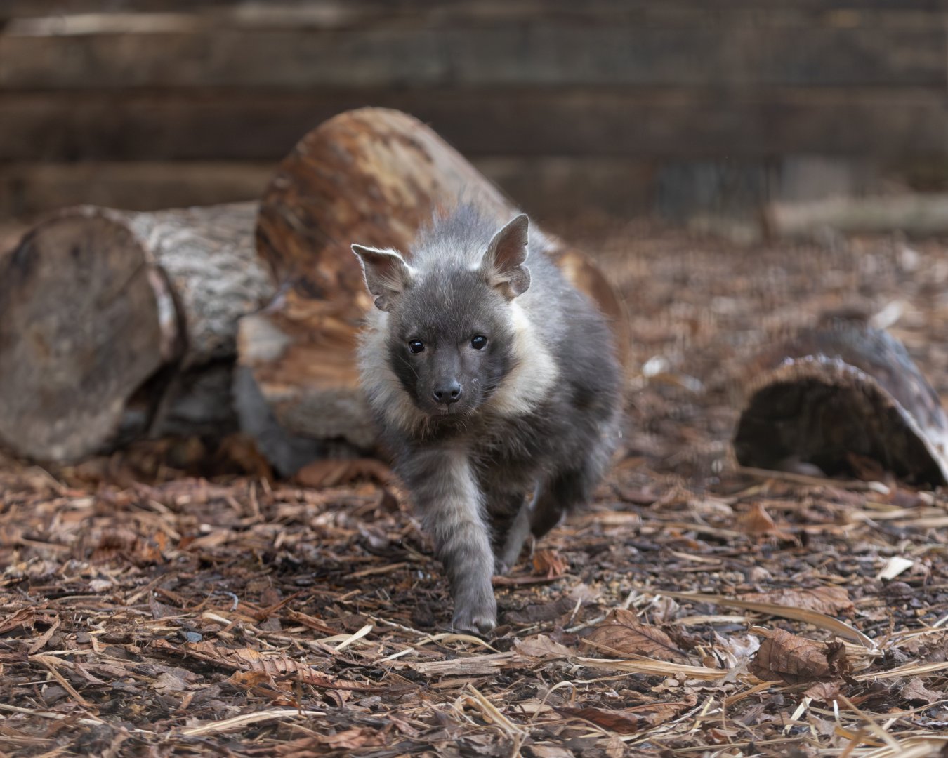 Brown Hyena pup/ Hamerton / 3-1-24