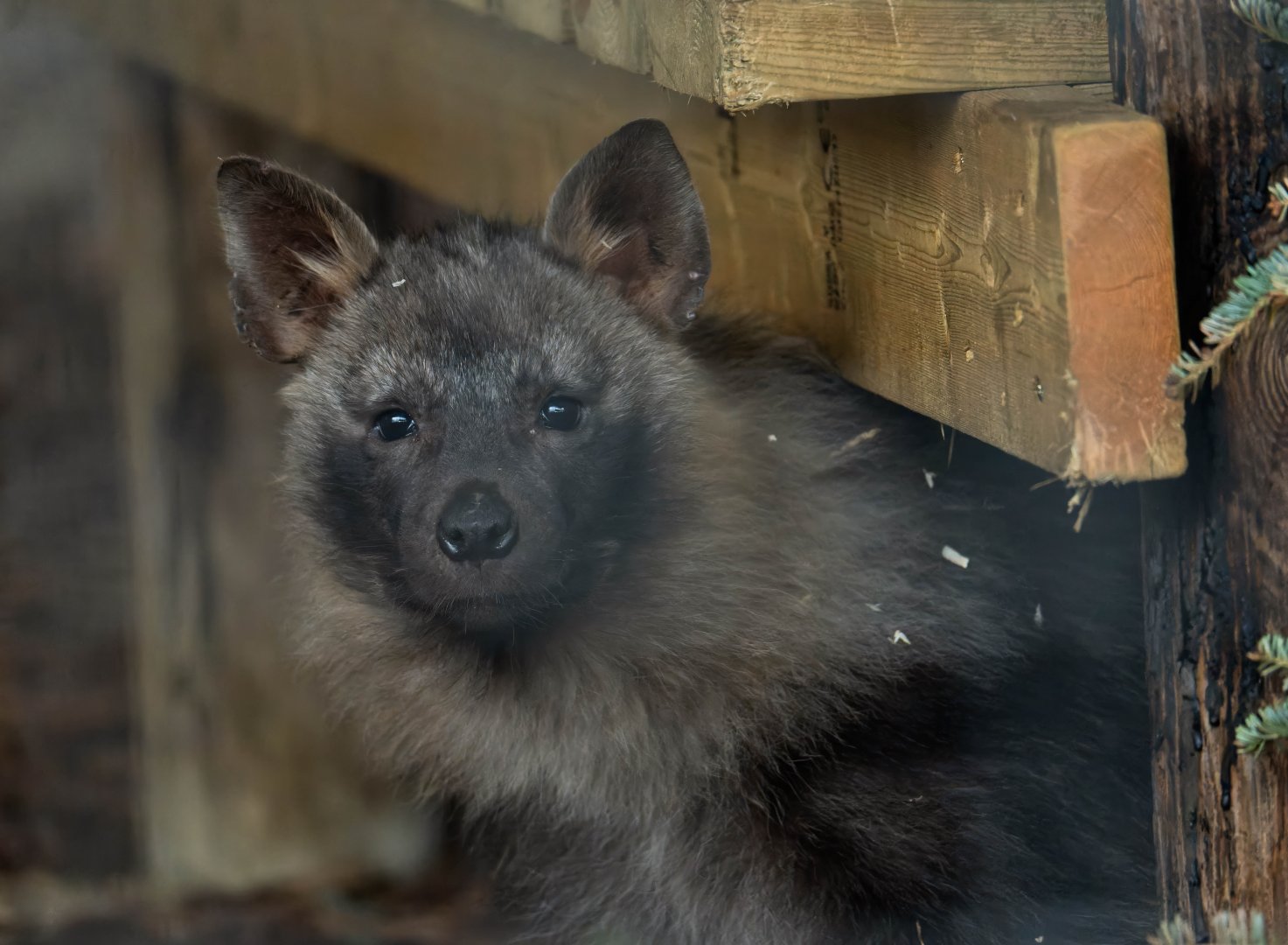 Brown Hyena pup, Hamerton, UK