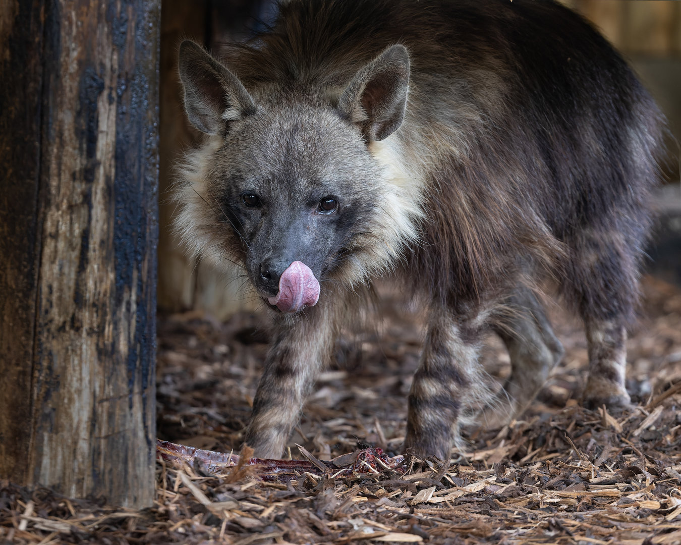 Brown Hyena (Shenzi) / Hamerton / 13-9-23