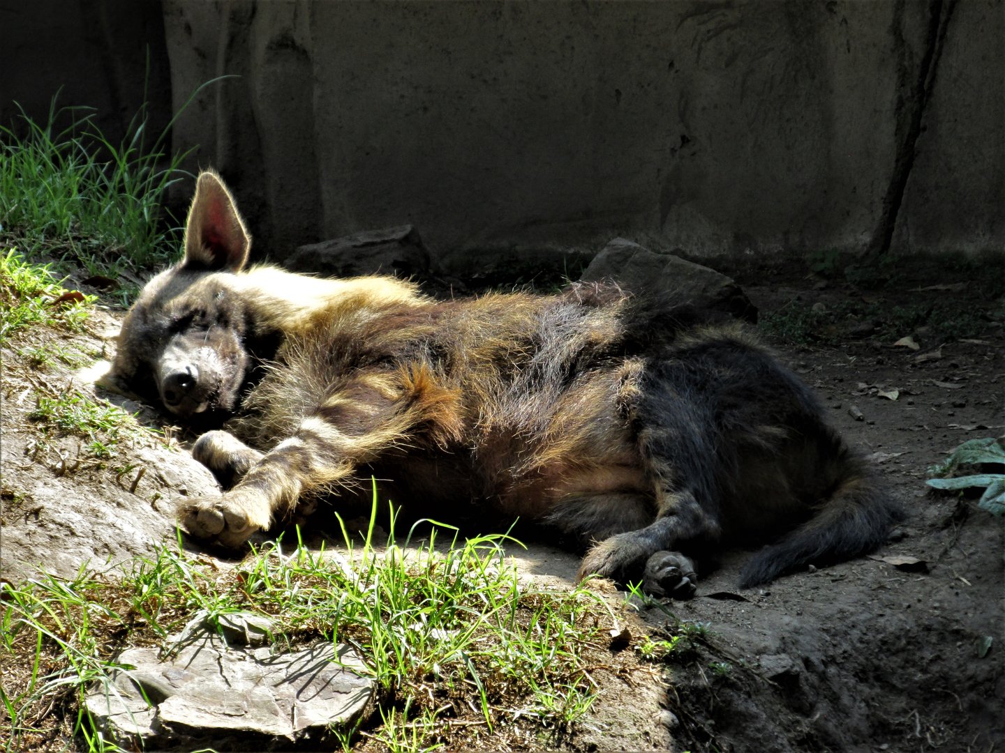brown hyena - siesta in the sun
