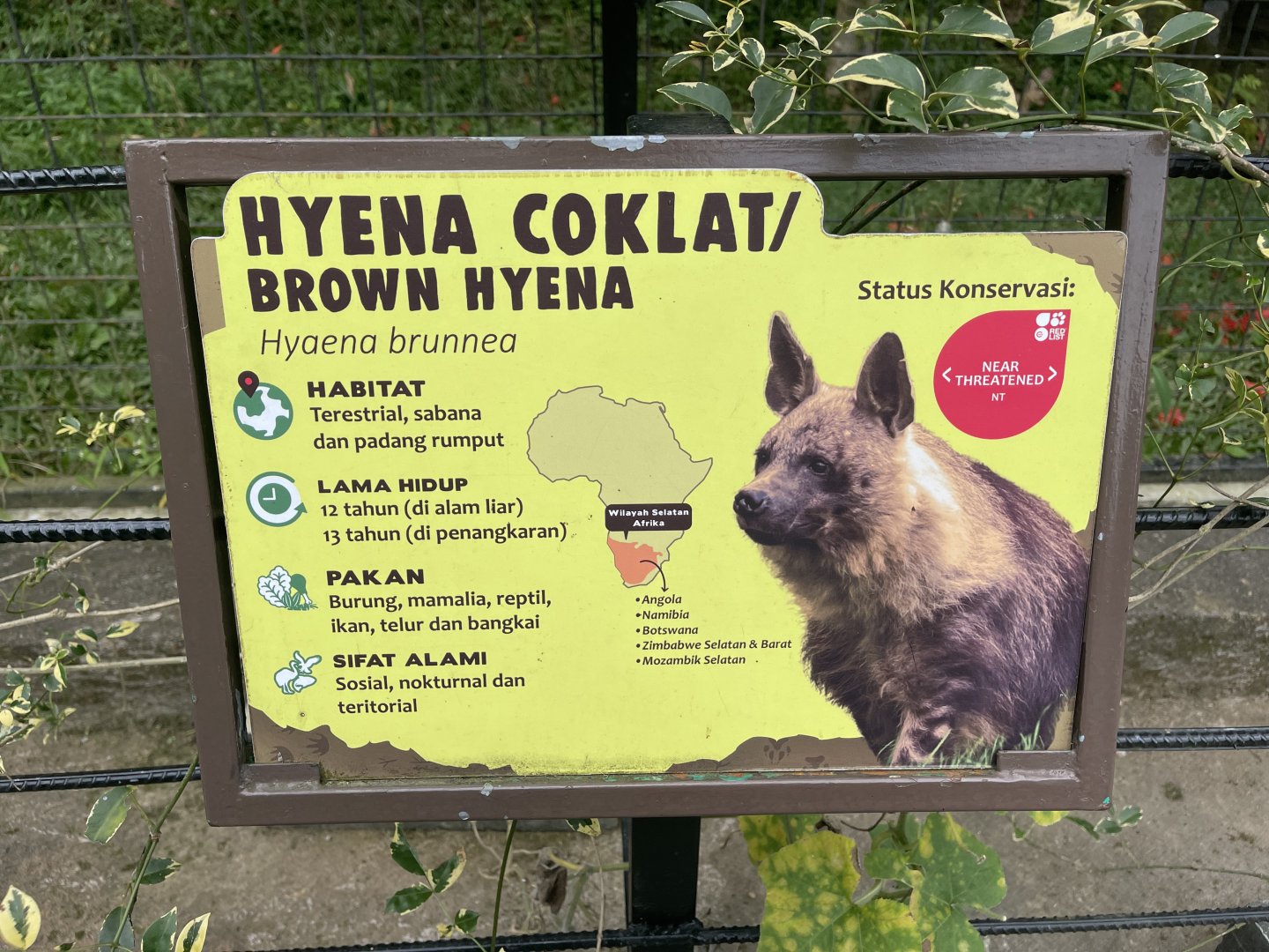 brown hyena signage (2)