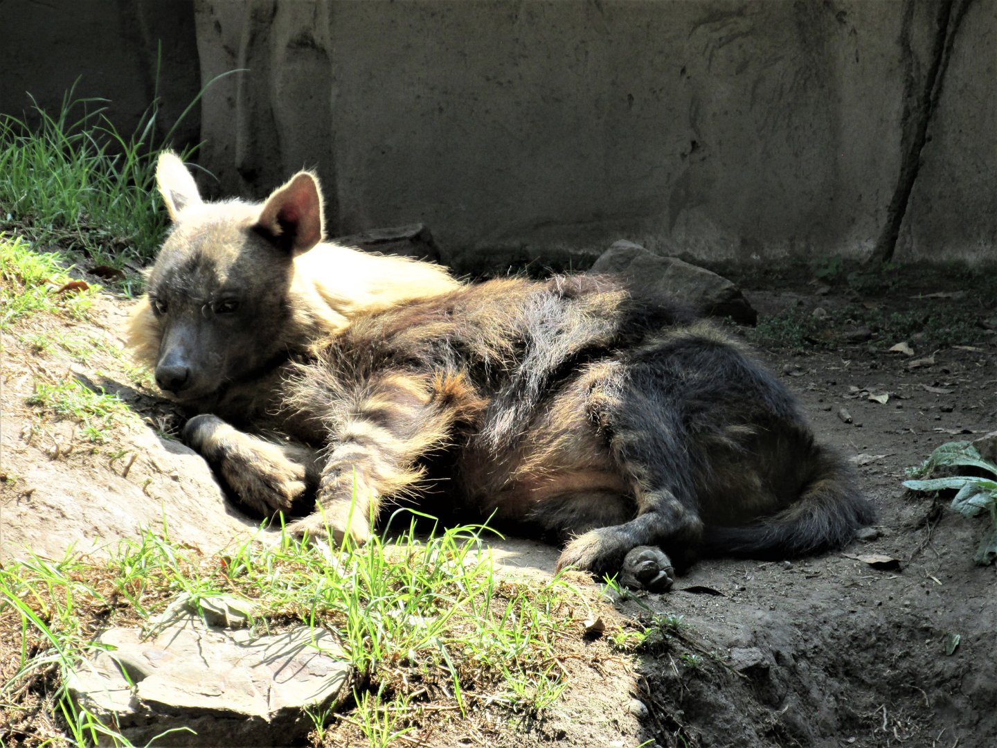 brown hyena - time to wake up
