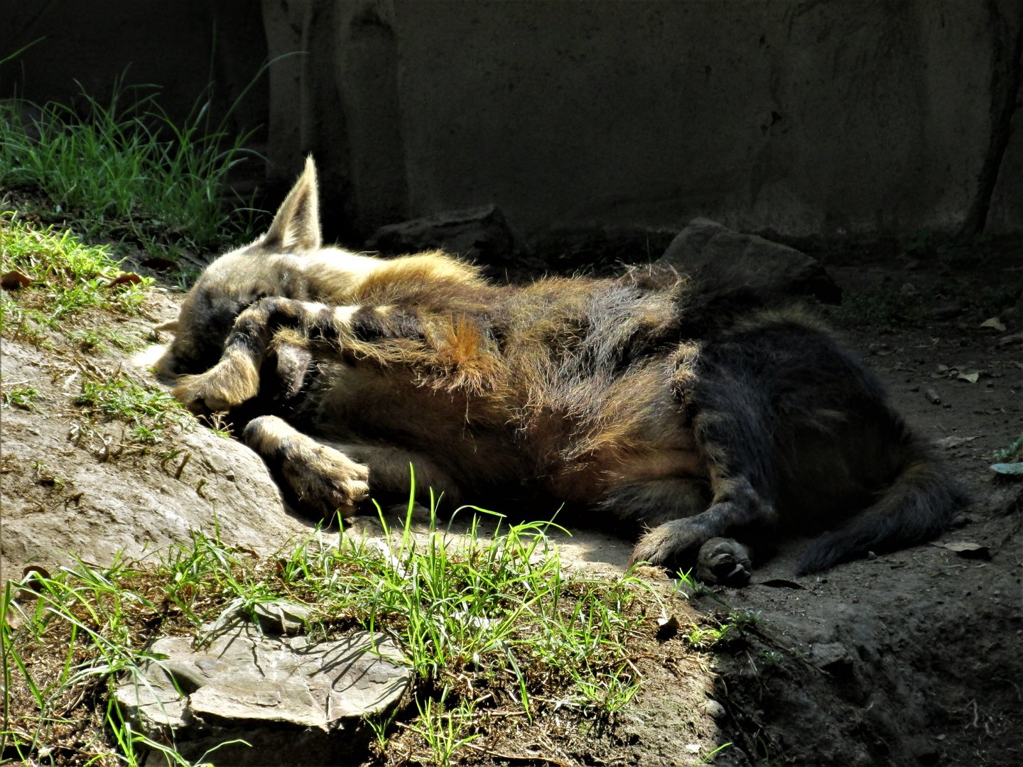 brown hyena - too much sun