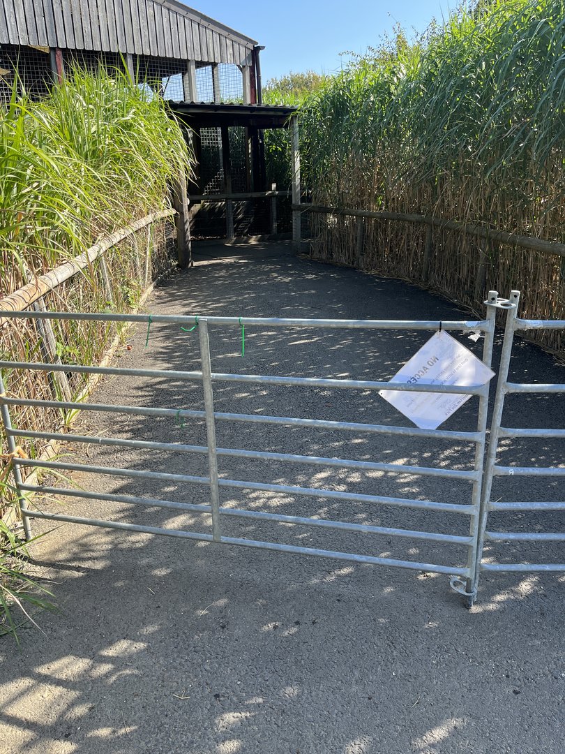 Brown Hyena View from Bat Eared Fox View 15/09/23