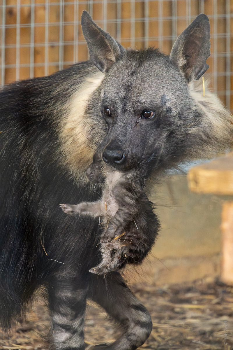 Brown hyena (with cub) : Hamerton : 25 May 2025