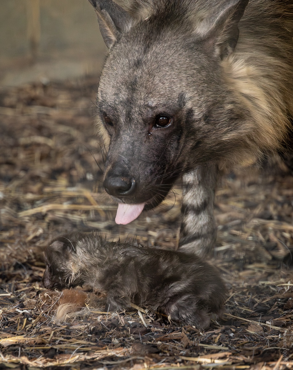 Brown hyena (with cub) : Hamerton : 25 May 2025