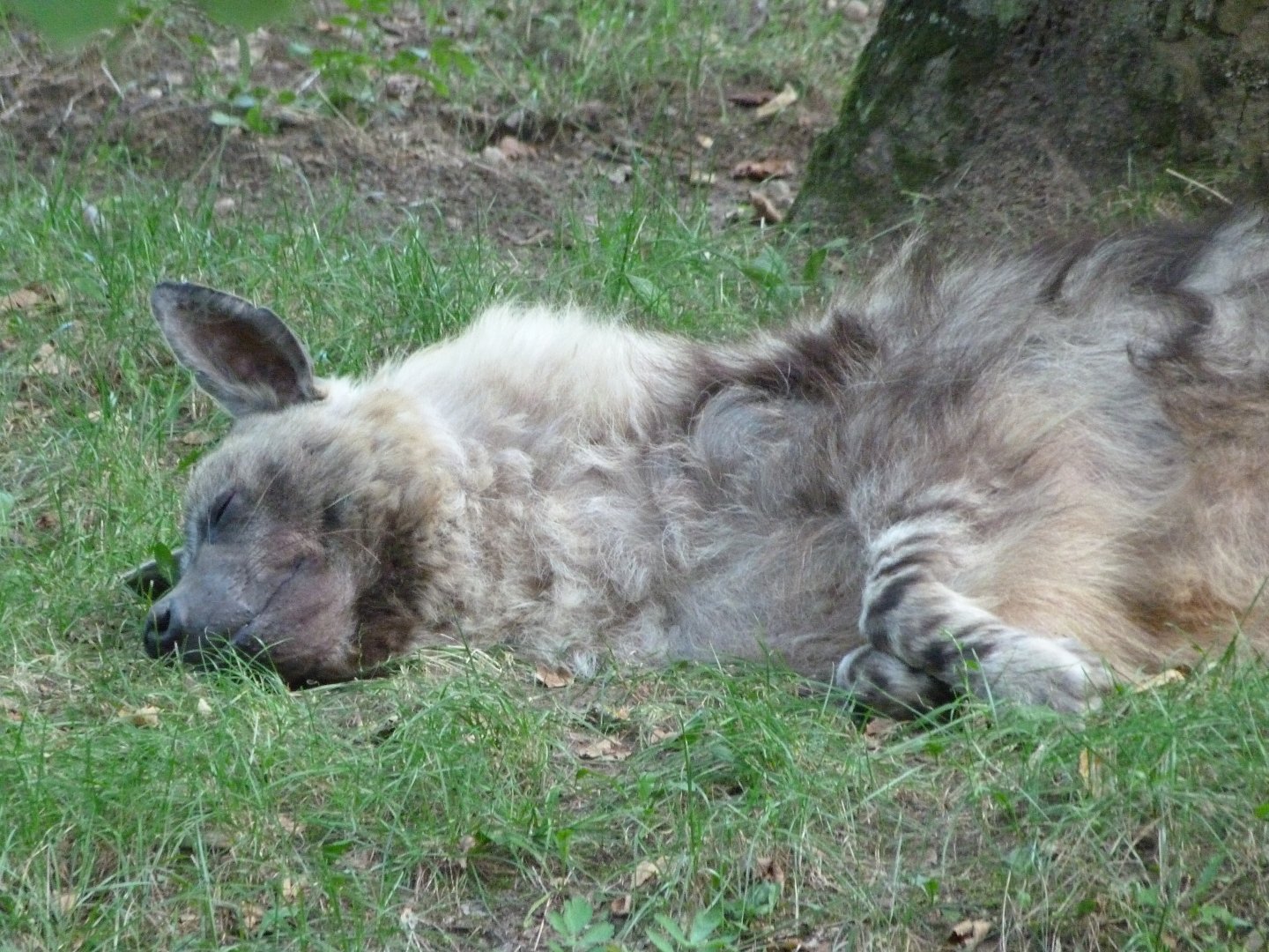 Brown hyena -Zoo Praha (2025)