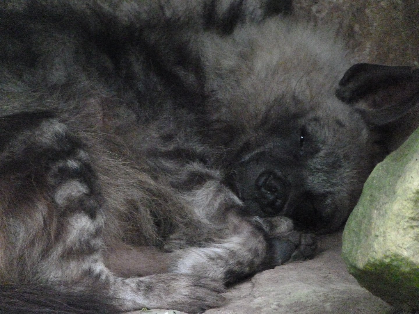 Brown hyena -Zoo Praha (2025)