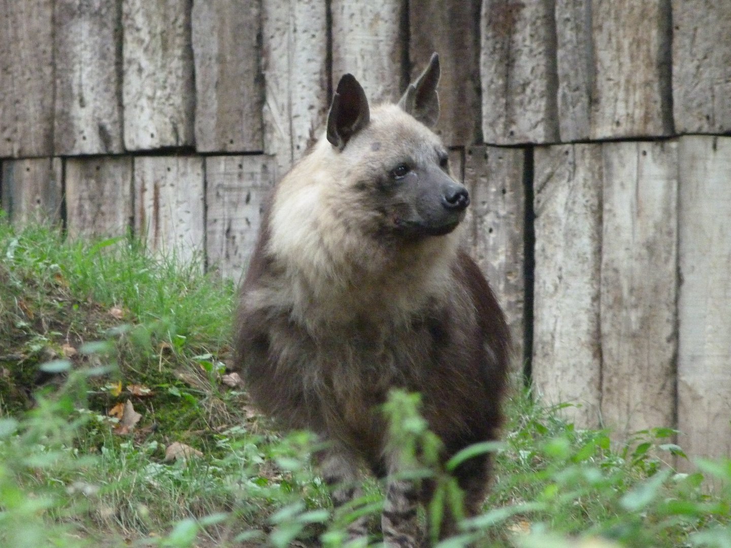 Brown hyena -Zoo Praha (2025)