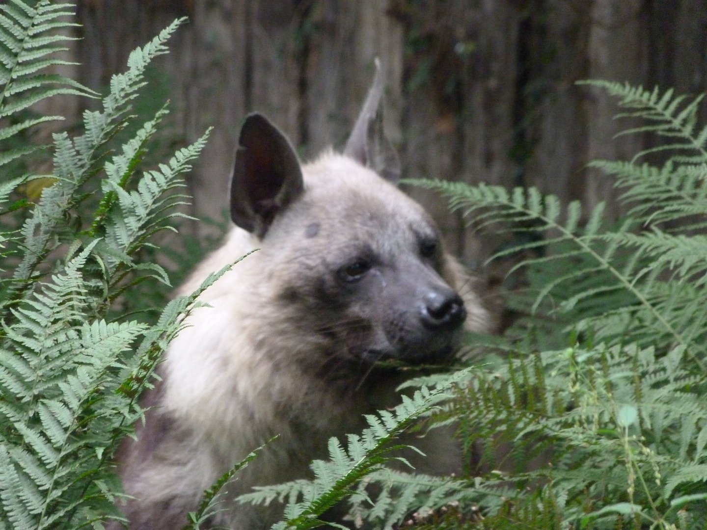 Brown hyena -Zoo Praha (2025)