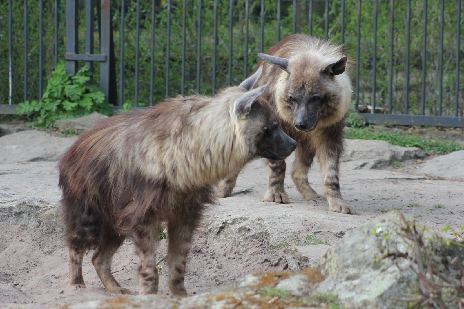 Brown hyena