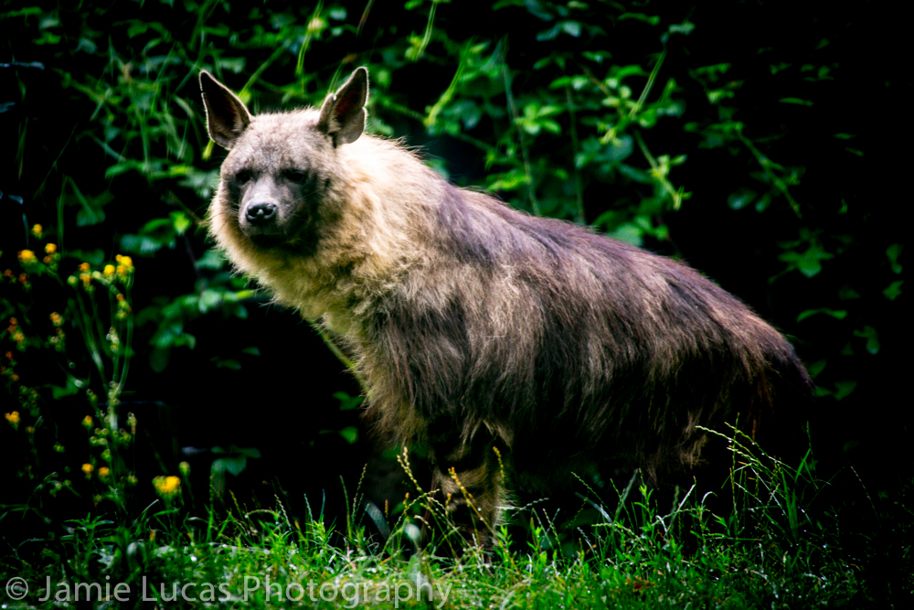 Brown Hyena