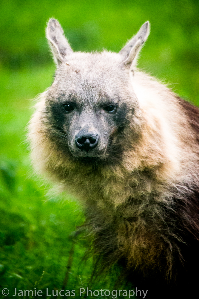 Brown Hyena