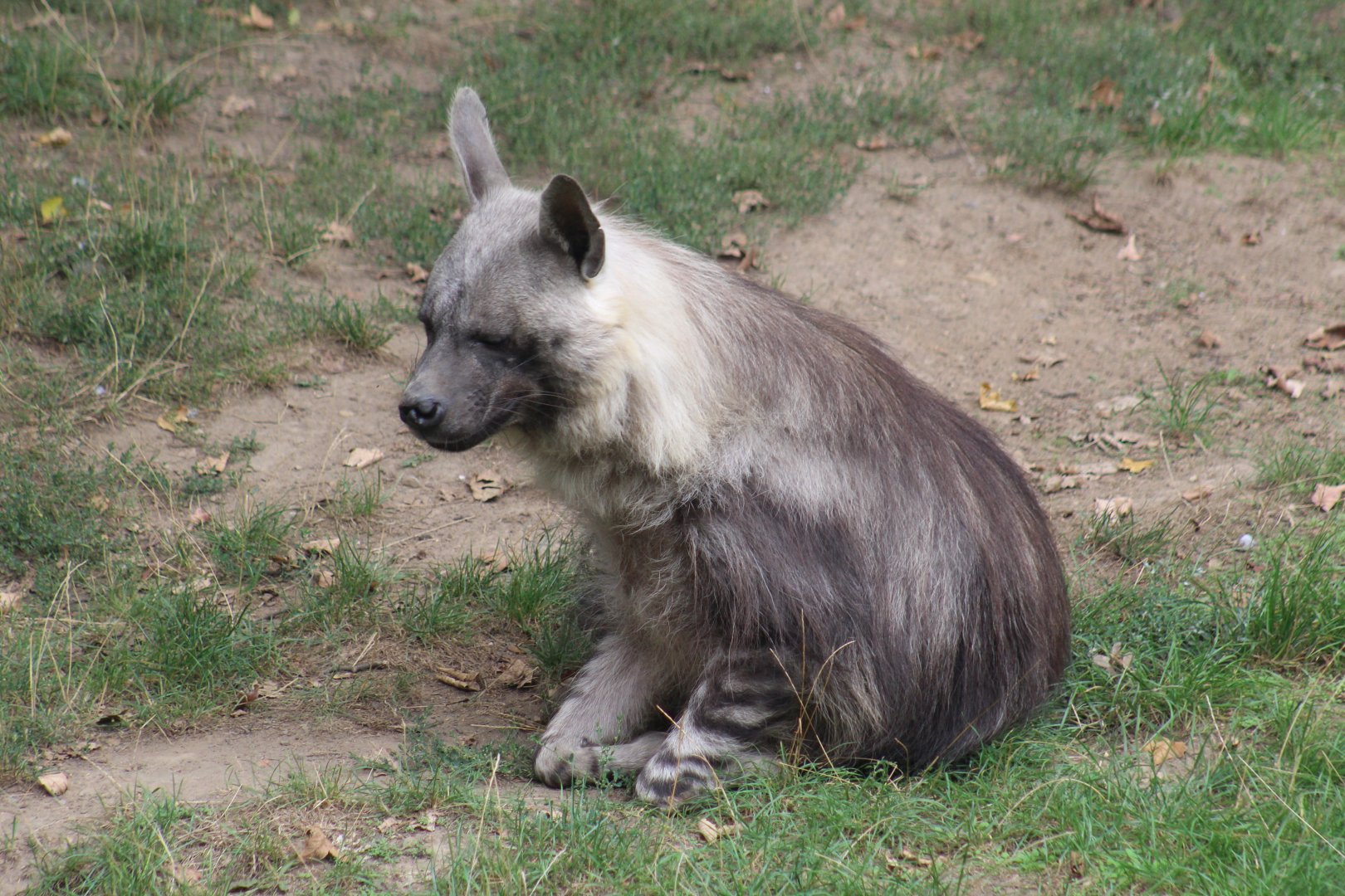 Brown Hyena
