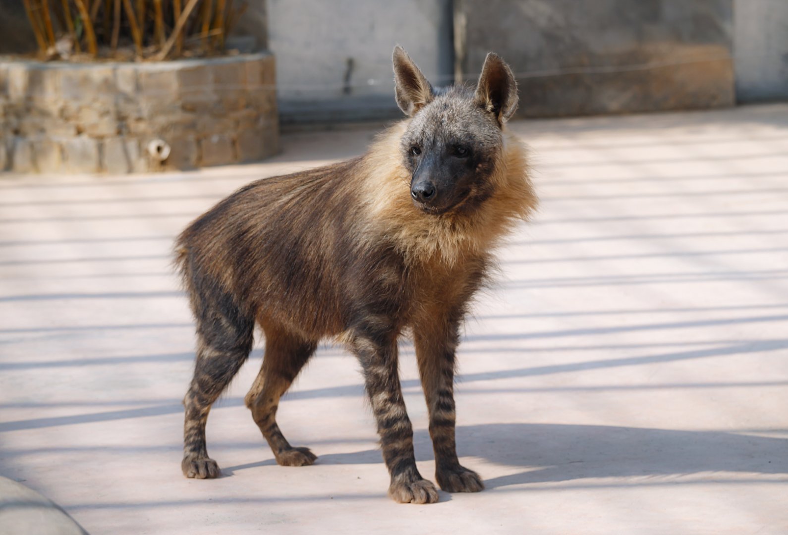 Brown hyena