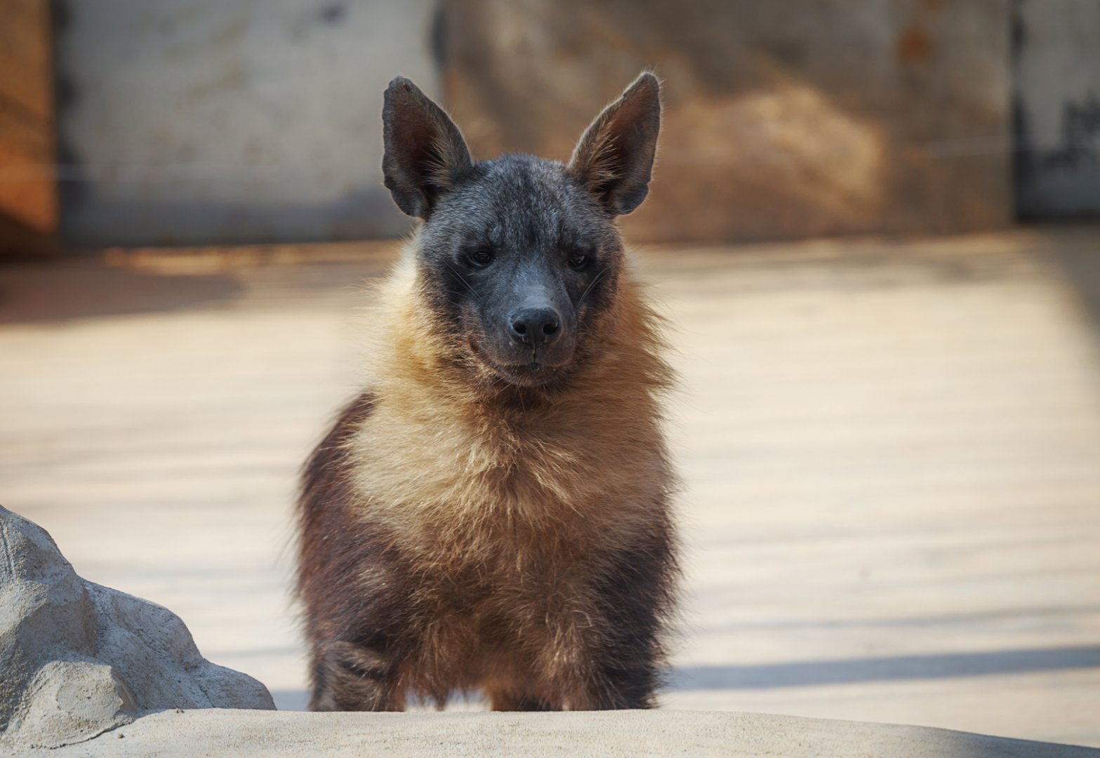 Brown hyena